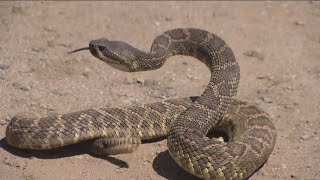 Rattlesnake tracking gets technology upgrade from local researchers