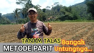 TANAM TALAS PRATAMA DENGAN METODE PARIT DAN GULUDAN.