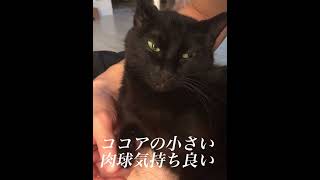 今日の仕事終わりの猫さん達