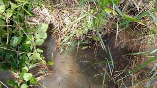 Fishing in the field Cambodia ដាក់ទ្រូយកត្រី