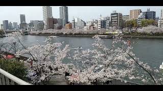 大川の桜満開