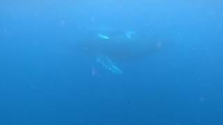 ホエールスイム那覇・親子クジラ