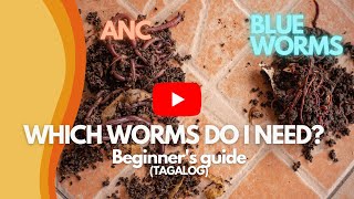 African Night Crawlers VS Blue Worms | Alin Sa Dalawa Ang Kailangan Mo?