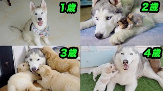 こんなに可愛くて面白くて優しいハスキー犬を見たことがない「ハスキー犬の4年間の成長記録」