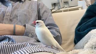 無編集・コーヒータイムを占拠する文鳥つるさん