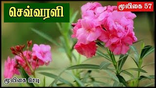 அரளி செடி | அலரி | Sigappu Arali | Oliander | Nerium Oleander | Arali | Mooligai Sedi