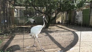 タンチョウ (上野動物園) 2020年9月11日