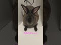 視線を感じてみてみたら、、、🐰 うさぎ ミニレッキス うさぎのいる暮らし かわいい おもしろ 癒し ペット pet rabbit animal cute bunny