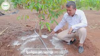 អត្ថប្រយោជន៍ម្សៅកំបោរកសិកម្ម | យន់ សុផា