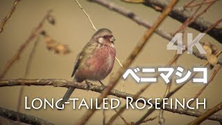 野鳥撮影・ 野鳥動画・ベニマシコ・二羽のオス　Long-tailed Rosefinch 4K