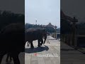 Have you ever got blessings from an Elephant? #SringeriTemple #karnataka