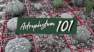 Astrophytum 101 - Different Astrophytum Species and Basic Care Based on Experience