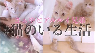 飼い主の事が好きすぎる兄弟子猫とさぁやのモーニングルーティン♡【アルルイ】