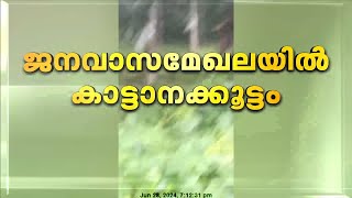 പത്തനംതിട്ട കല്ലേലിയിൽ ജനവാസ മേഖലയിൽ വീണ്ടും കാട്ടാന ഇറങ്ങി |Pathanamthitta