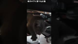 椅子の下に潜るようになった猫 #shorts