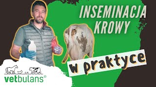 Inseminacja krowy w praktyce | Sztuczna inseminacja krowy 🐄 | Jak inseminować krowy?