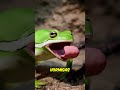 ¿las tarántulas tienen ranas como mascotas 😮