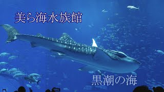 美ら海水族館黒潮の海