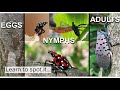 Invasive Pest Alert: Keep an Eye Out for Spotted Lanternfly