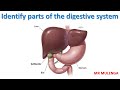 IDENTIFY PARTS OF THE DIGESTIVE SYSTEM AND STATE THEIR FUNCTIONS