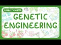GCSE Biology - Genetic Engineering | GMO (2026/27 exams)