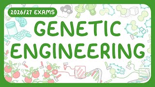 GCSE Biology - Genetic Engineering | GMO (2026/27 exams)