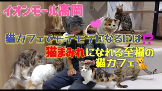 猫カフェ Puchi Marry  イオンモール高岡