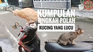 Kumpulan tingkah polah kucing yang lucu #youtube #funny #cat #kucinglucu