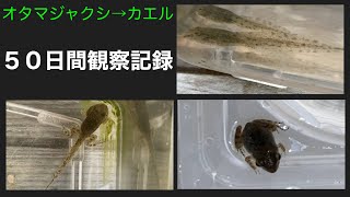 オタマジャクシからカエルまで育ててみた【５０日間観察記録】