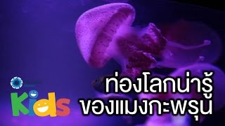 ท่องโลกน่ารู้ของแมงกะพรุน [Animals Speak by Mahidol]