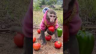 Adorable baby monkey is going to harvest tomatoes for dad! #shorts