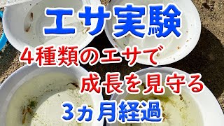 4種類の餌で金魚が変わる。