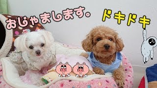 ちょっとおじゃましますね。 【ひみつきちなう！③】2018年9月19日