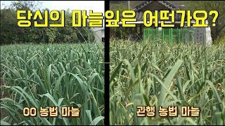 [한국농수산TV] 마늘 잎이 누렇게 됐나요? 그런 농가들이 꼭 봐야 할 영상!! - 전남 무안