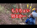 150 years old cutting down a japanese cypress tree.