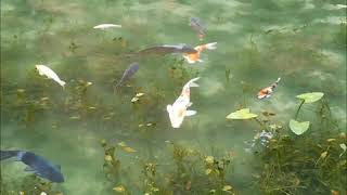 動く絵画‼️ 見飽きないモネの池 Monet's Pond