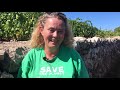 Making wine & Plavac Mali on Hvar island, Croatia: Jo Ahearne interview