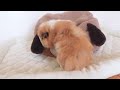 遊んで食べたらすぐにウトウト眠くなるモルモットたち　cute guineapig