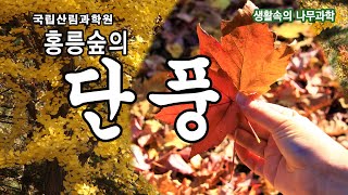 [생활속의 나무과학] 가을에 찾아온 홍릉의 단풍