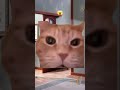 Родители выгнали котика😱 Пародия на @danya_rodnoy cats мем фрет