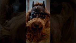 The Bark Knight: Batdog Begins (Part 2) #batdog #batman #goldendoodle