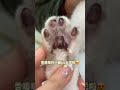 【糕糕】沉浸式给胖头鱼洗脚 猫咪洗脚 猫咪护理 沉浸式 cat 萌宠 猫 shorts