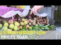 Lychee price soars due to low harvest volume | Taiwan News | RTI