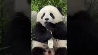 Adorable Panda Enjoys a Tender Bamboo Shoot  #pandasuki #panda