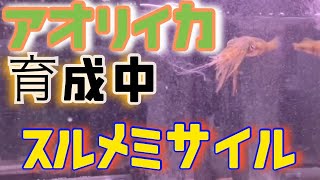 アオリイカ水槽に必要なアイテムと華麗なる姿が素晴らしい件について