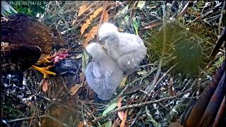 Red-tailed Hawk Nest - Myszołowy rdzawosterne - Bójka piskląt w trakcie karmienia🐥🌹🍀🐥🌹🍀 04/05/2022