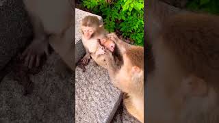 funny monkeys-قرد مضحك