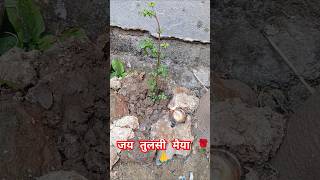 Tulsi# puja#bhakti#bholenath##