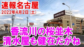 【速報名古屋】名古屋市名東区香流川の桜は圧巻でした。ご安心ください！清水屋も健在でしたよ！2022年4月2日（土）の様子。