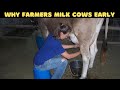 Why Farmers Wake Up at 4 AM to Milk the Cows?